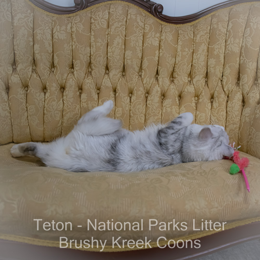 Adult Blue eyed shaded Health tested Maine Coon for sale in Missouri with breeding rights