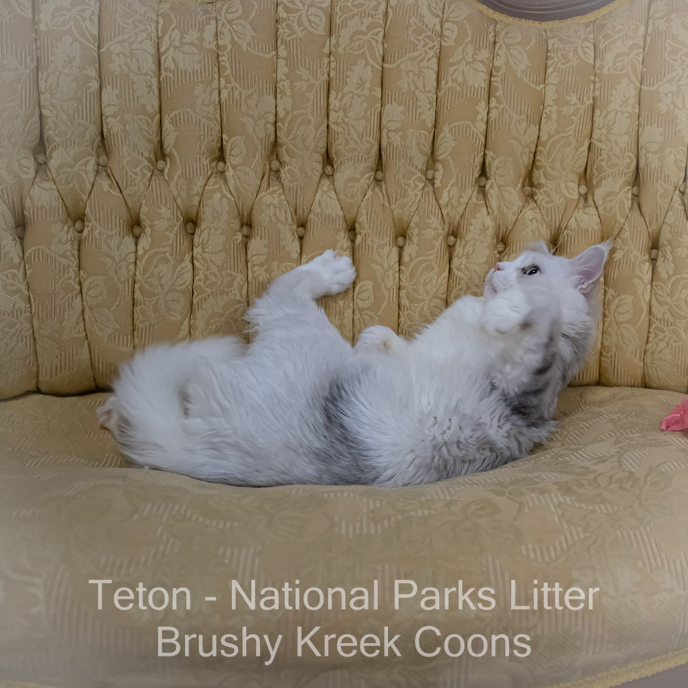 Adult Blue eyed shaded Health tested Maine Coon for sale in Missouri with breeding rights