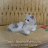 Adult Blue eyed shaded Health tested Maine Coon for sale in Missouri with breeding rights
