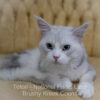 Adult Blue eyed shaded Health tested Maine Coon for sale in Missouri with breeding rights