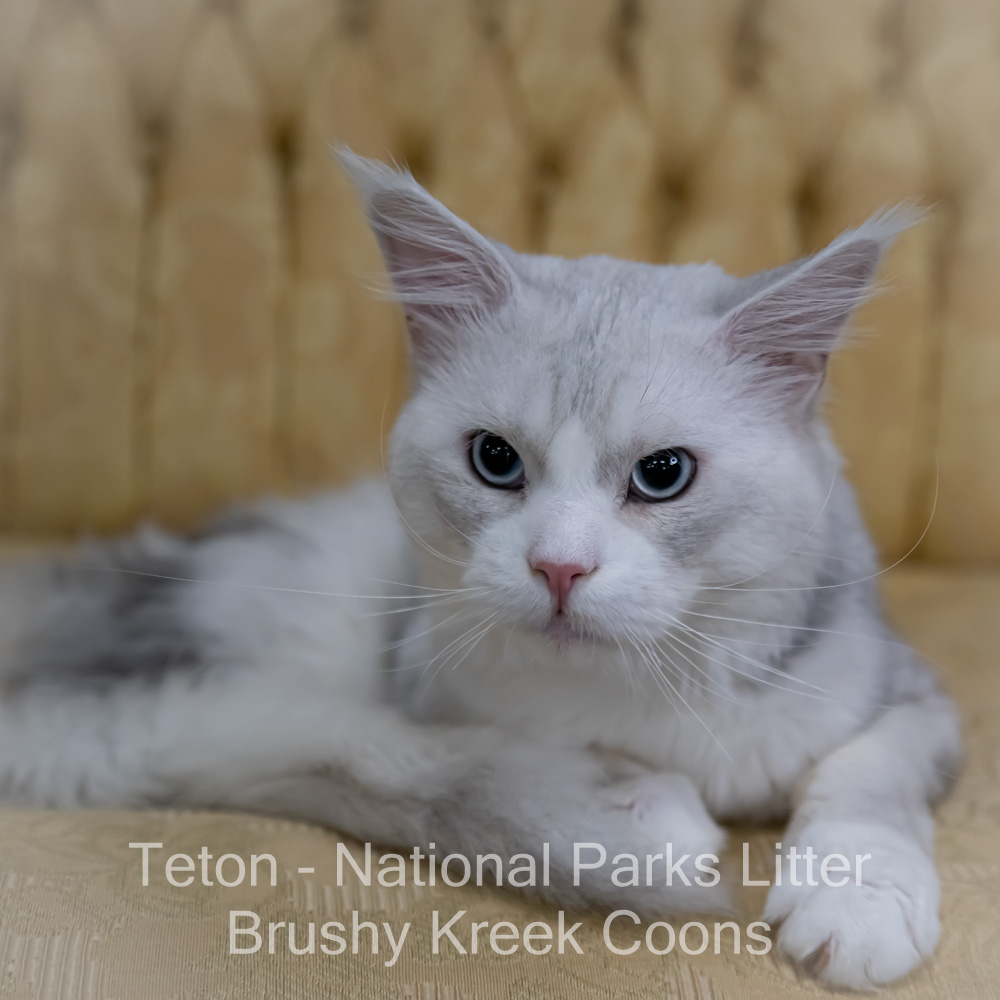 Adult Blue eyed shaded Health tested Maine Coon for sale in Missouri with breeding rights