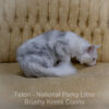 Adult Blue eyed shaded Health tested Maine Coon for sale in Missouri with breeding rights