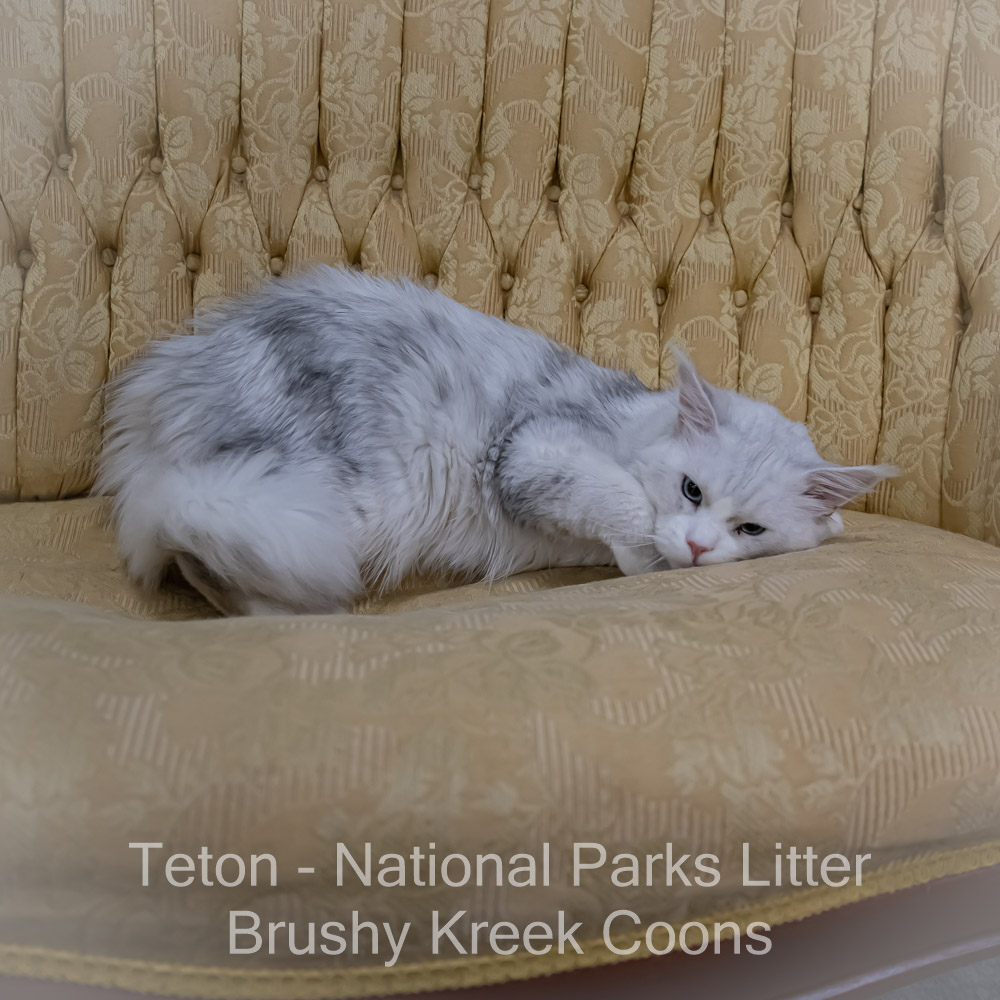 Adult Blue eyed shaded Health tested Maine Coon for sale in Missouri with breeding rights