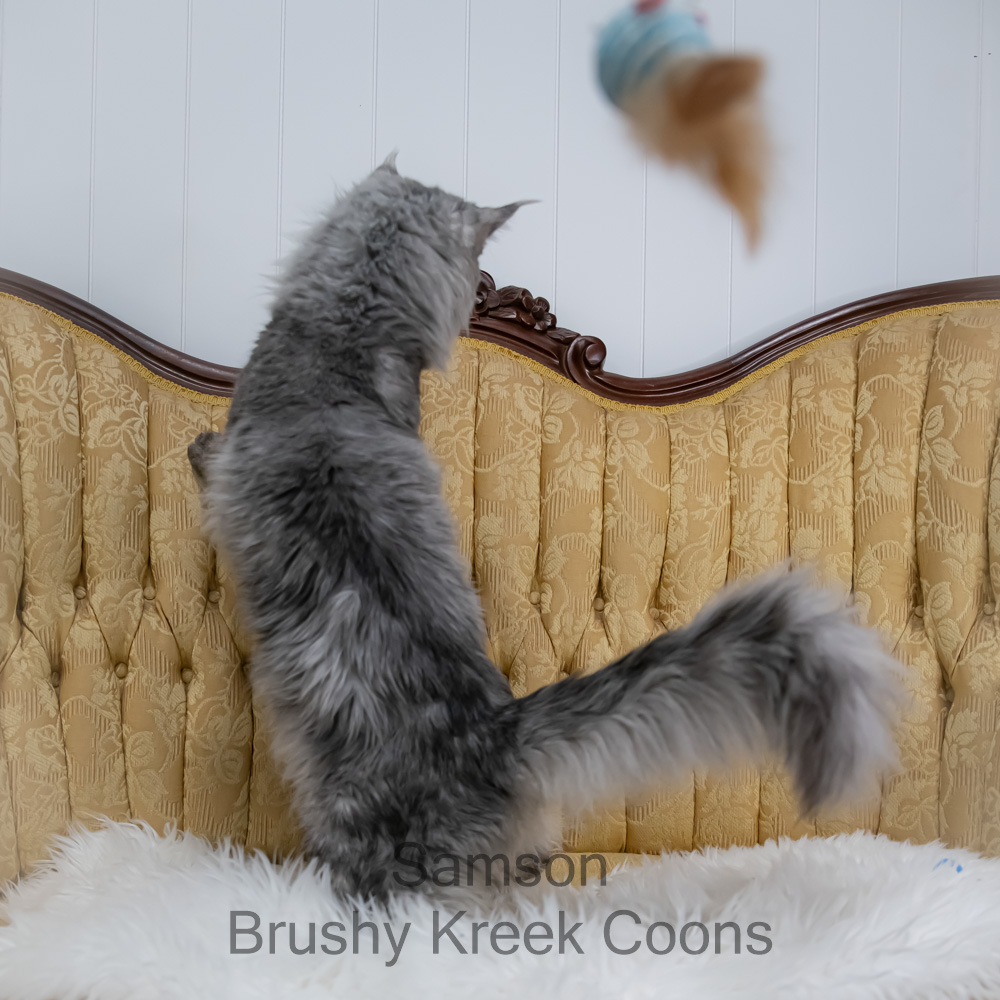 Black Smoke Polydactyl Maine Coon for sale with breeding rights