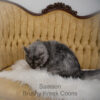 Black Smoke Polydactyl Maine Coon for sale with breeding rights
