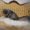 Black Smoke Polydactyl Maine Coon for sale with breeding rights