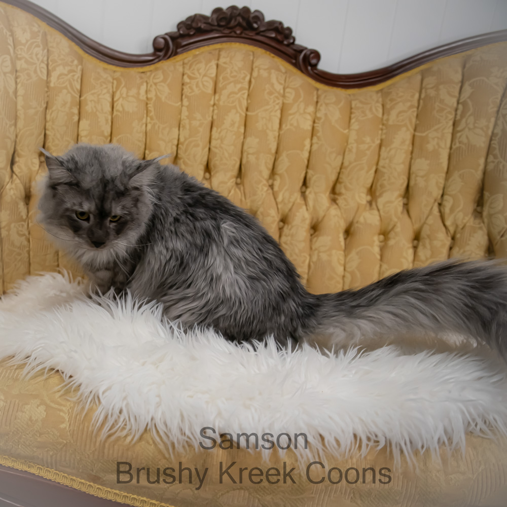 Black Smoke Polydactyl Maine Coon for sale with breeding rights