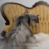 Black Smoke Polydactyl Maine Coon for sale with breeding rights