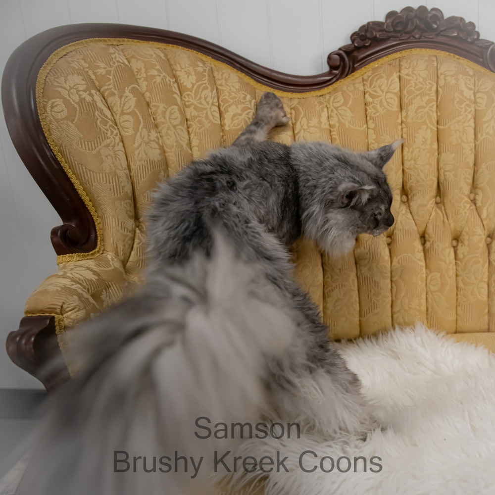 Black Smoke Polydactyl Maine Coon for sale with breeding rights
