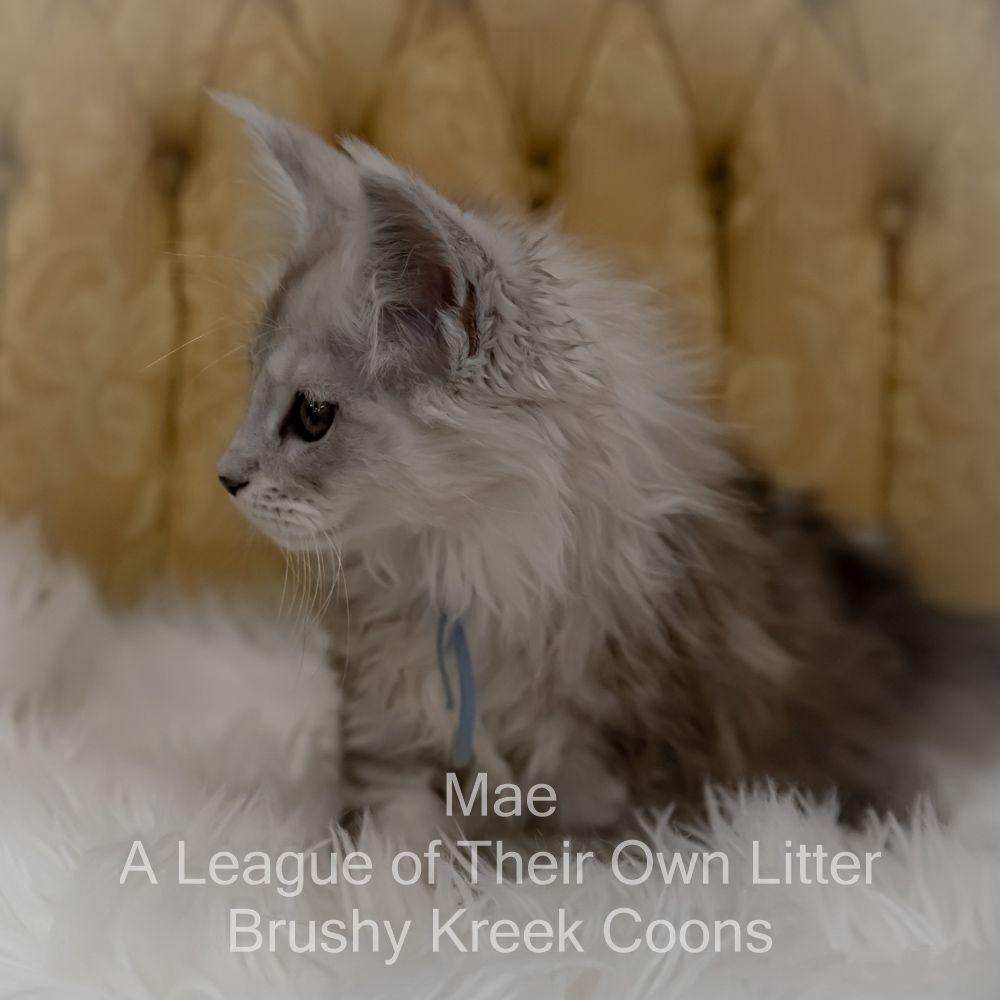 Shaded Maine Coon kitten for sale in Missouri