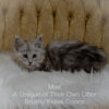 Shaded Maine Coon kitten for sale in Missouri