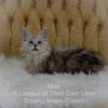 Shaded Maine Coon kitten for sale in Missouri