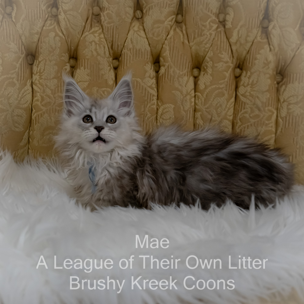 Shaded Maine Coon kitten for sale in Missouri