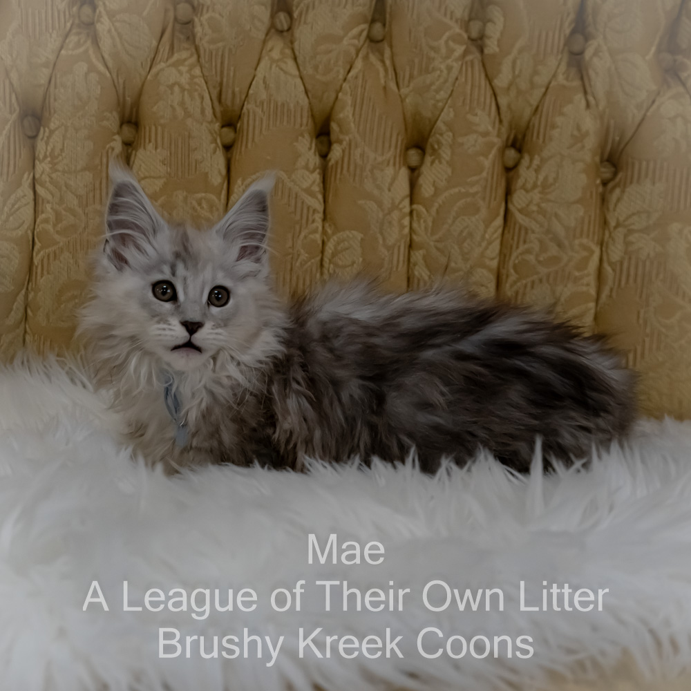 Shaded Maine Coon kitten for sale in Missouri