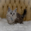 Shaded Maine Coon kitten for sale in Missouri