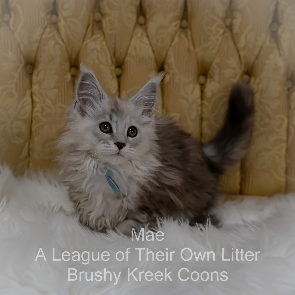 Shaded Maine Coon kitten for sale in Missouri
