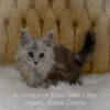 Shaded Maine Coon kitten for sale in Missouri