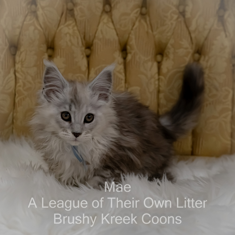 Shaded Maine Coon kitten for sale in Missouri