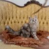 Maine Coon kitten for sale in Missouri