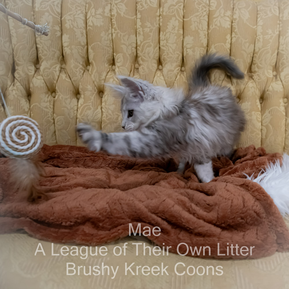Maine Coon kitten for sale in Missouri