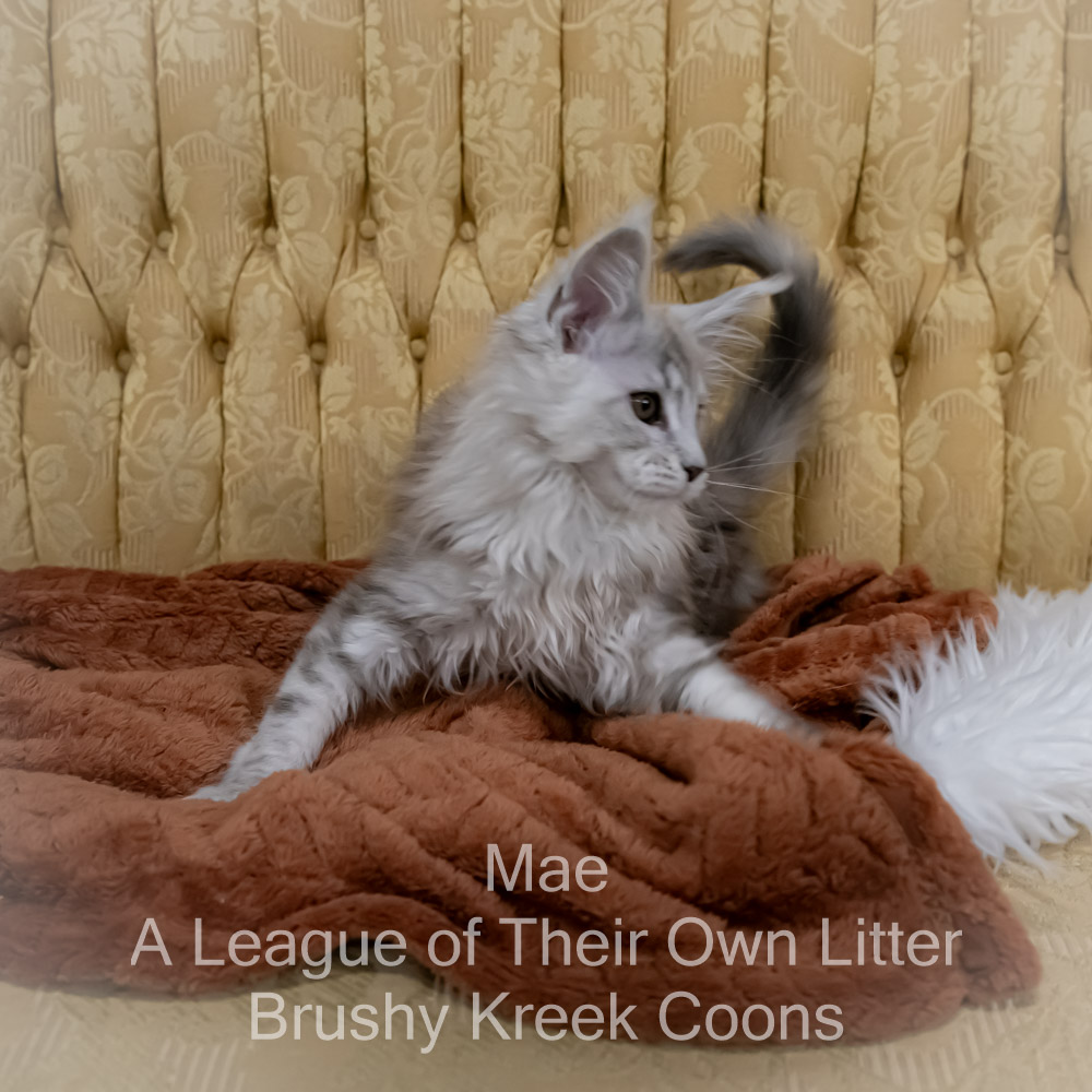 Maine Coon kitten for sale in Missouri