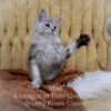 Maine Coon kitten for sale in Missouri