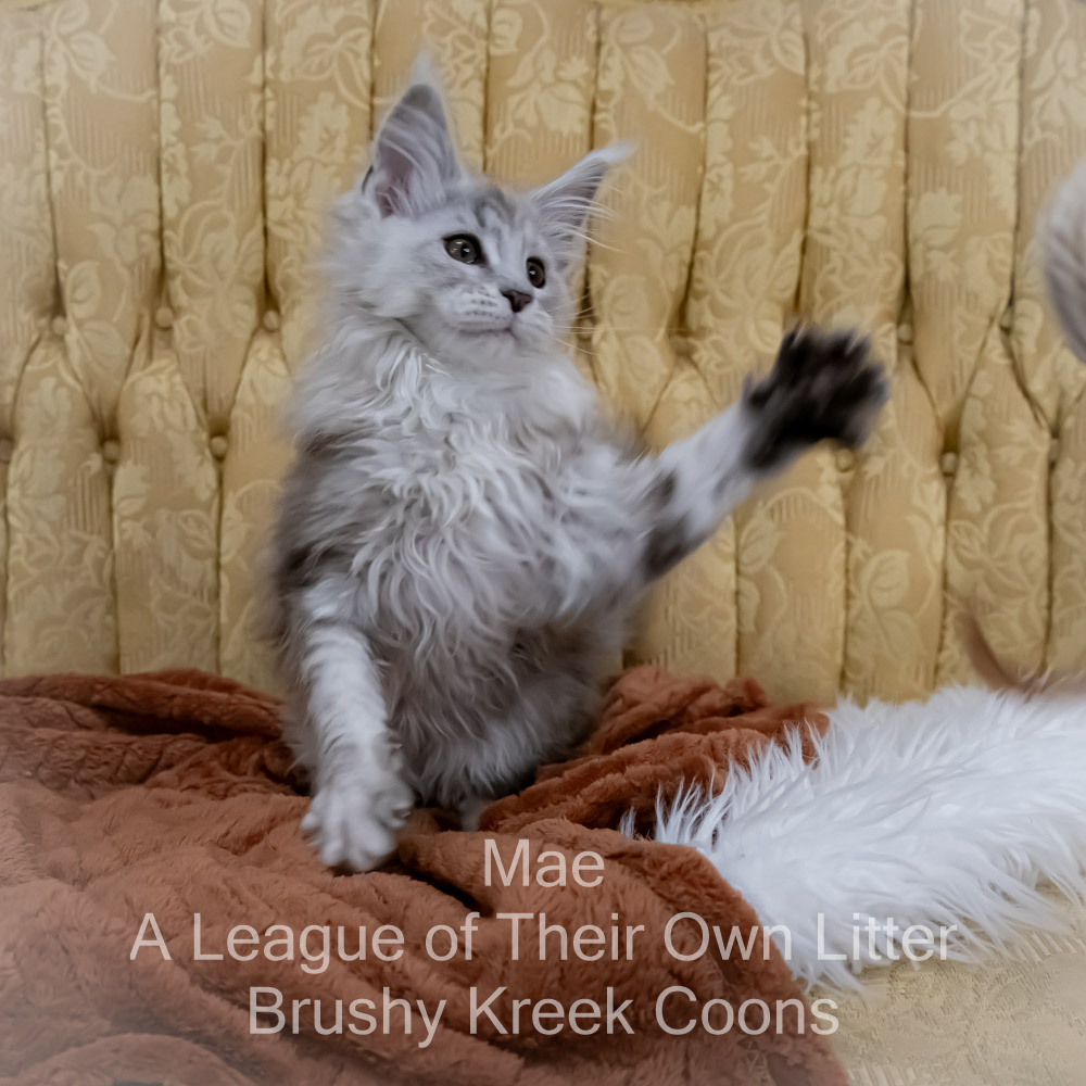 Maine Coon kitten for sale in Missouri