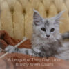 Maine Coon kitten for sale in Missouri