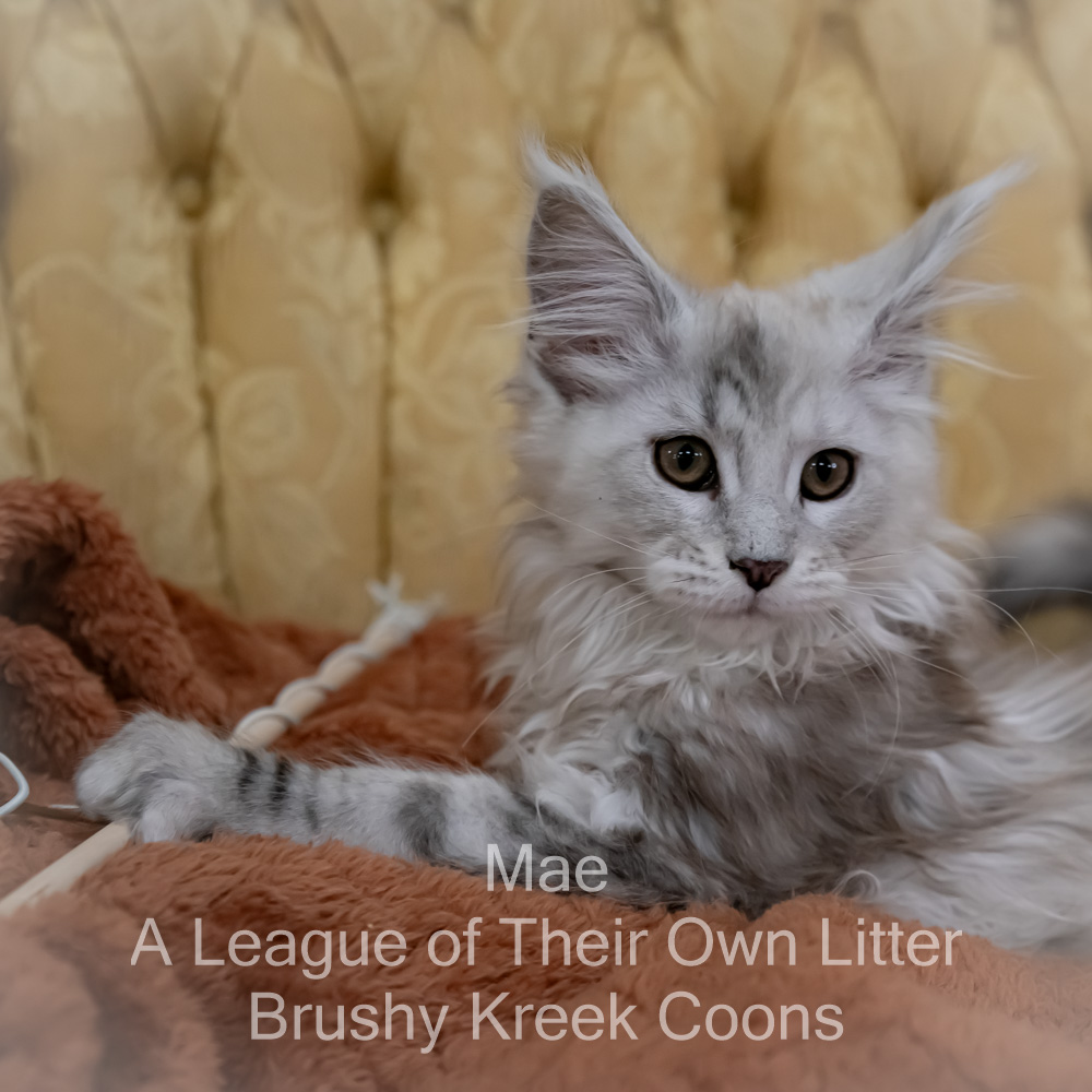 Maine Coon kitten for sale in Missouri