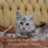 Maine Coon kitten for sale in Missouri