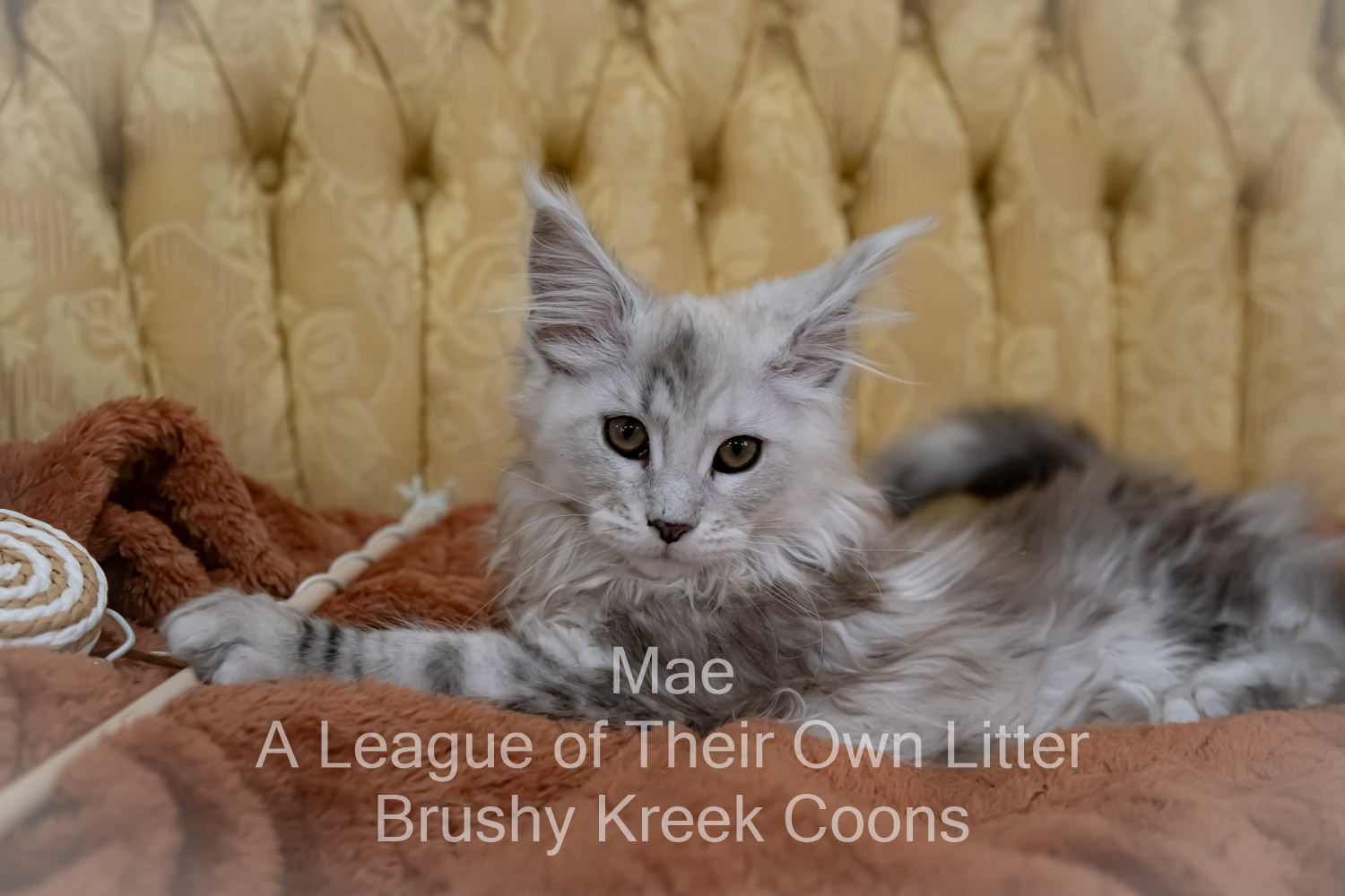 Maine Coon kitten for sale in Missouri