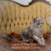 Maine Coon kitten for sale in Missouri
