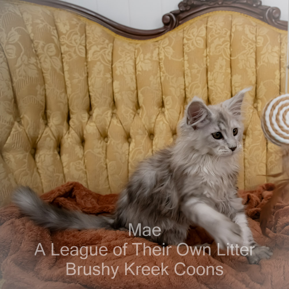 Maine Coon kitten for sale in Missouri