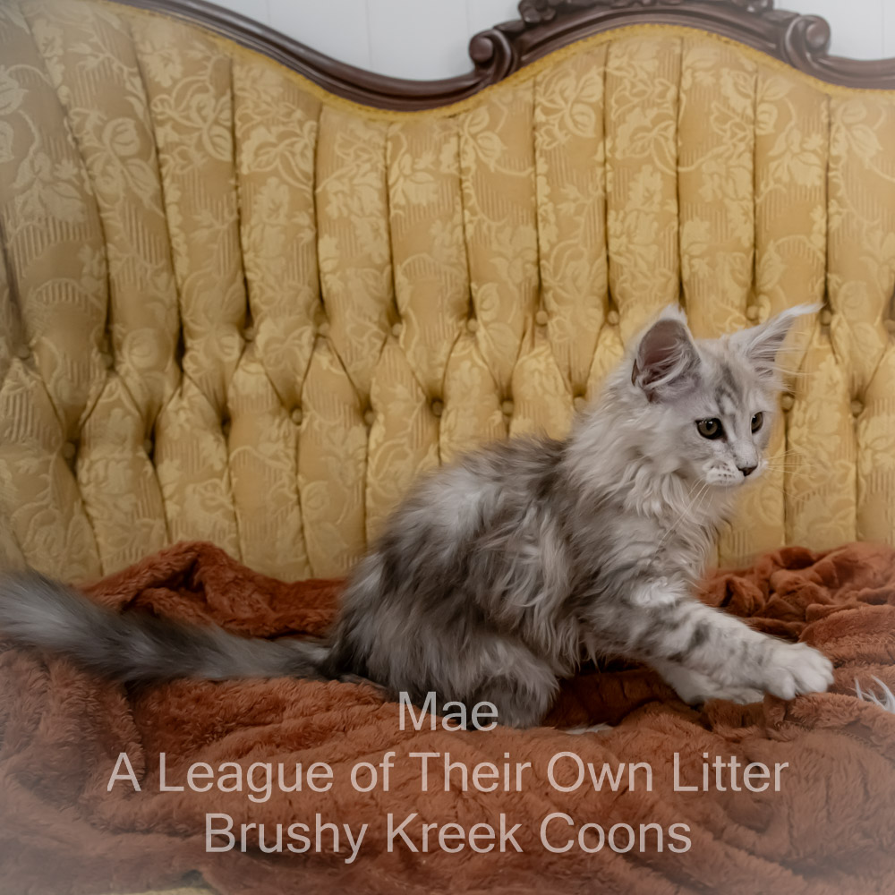 Maine Coon kitten for sale in Missouri