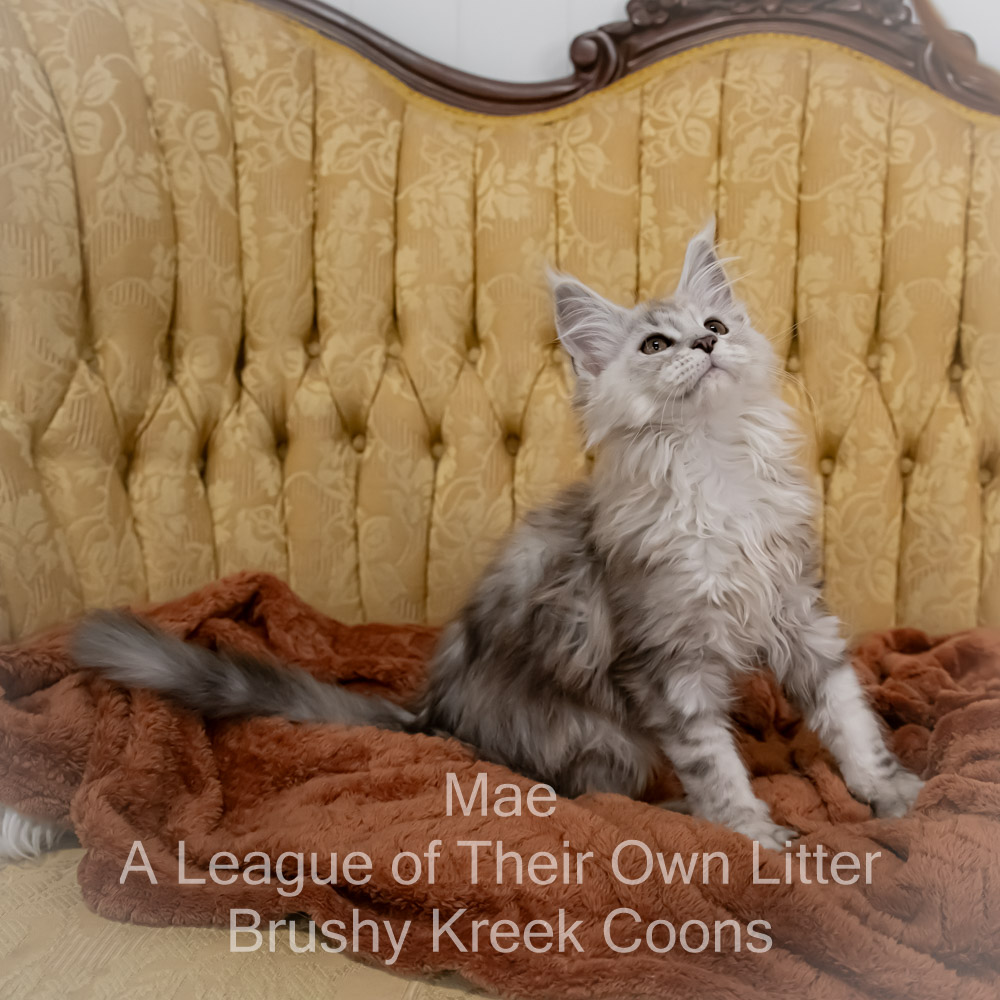 Maine Coon kitten for sale in Missouri