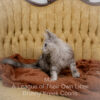Maine Coon kitten for sale in Missouri