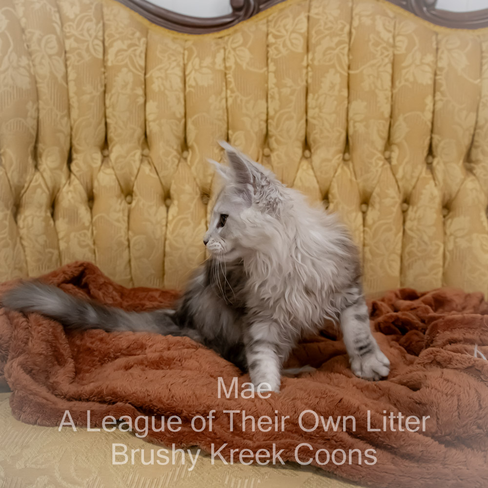 Maine Coon kitten for sale in Missouri