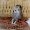 Maine Coon kitten for sale in Missouri