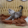 Maine Coon kitten for sale in Missouri