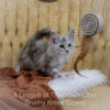 Maine Coon kitten for sale in Missouri