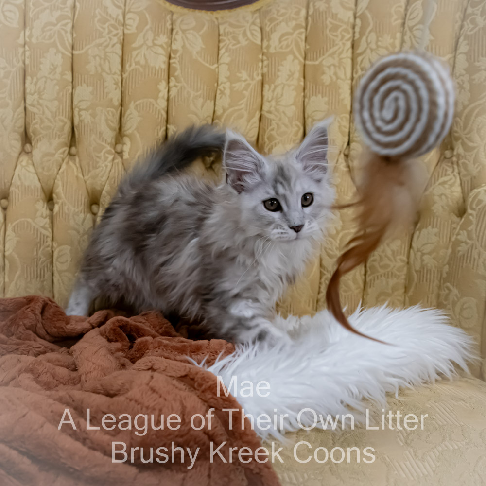 Maine Coon kitten for sale in Missouri