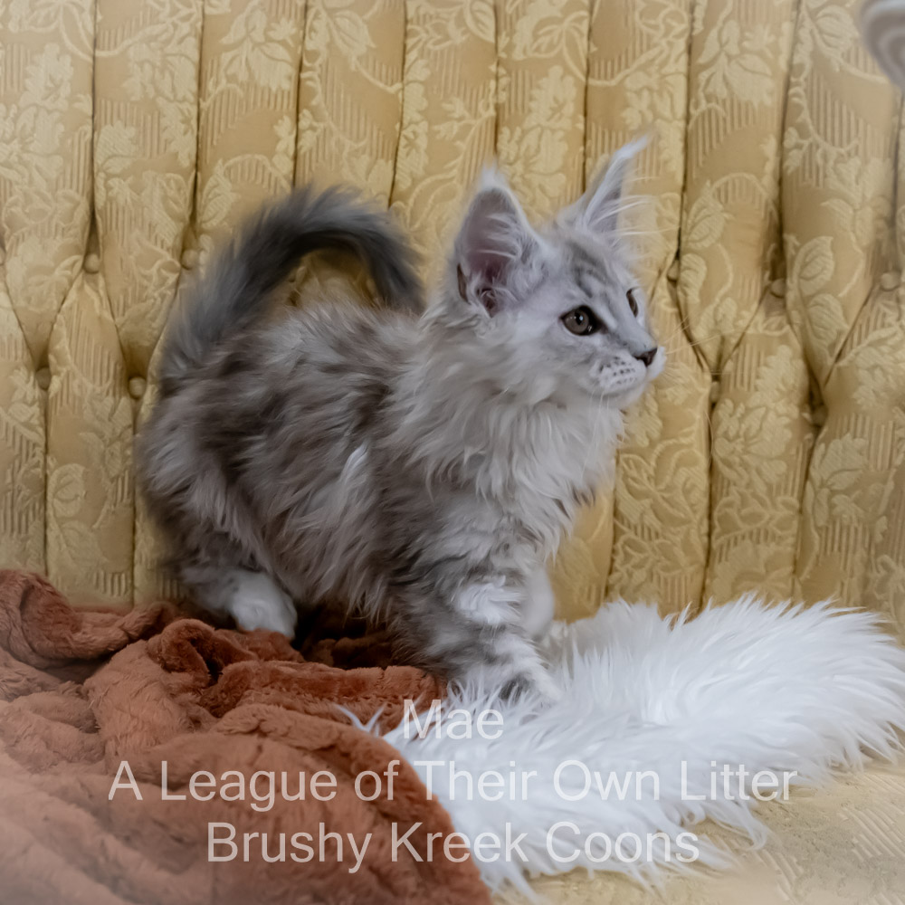 Maine Coon kitten for sale in Missouri