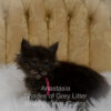 Black smoke Maine Coon kitten for sale in Missouri