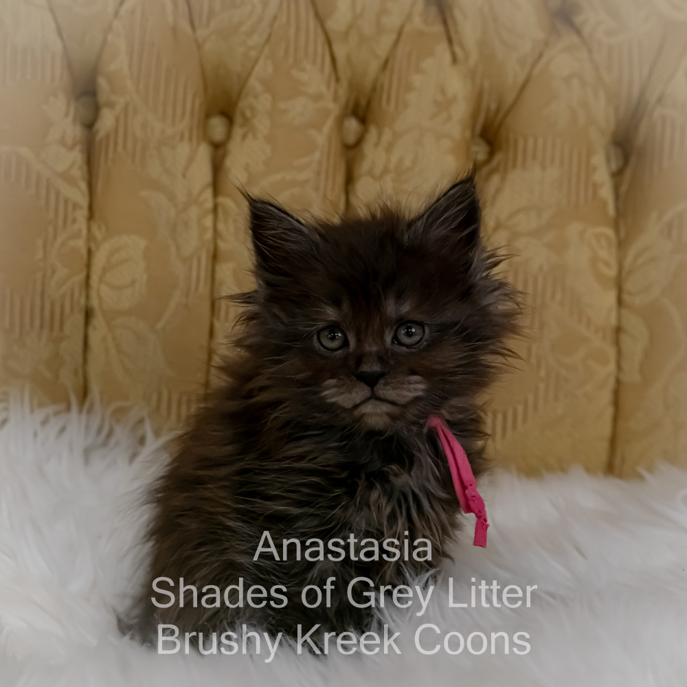 Black smoke Maine Coon kitten for sale in Missouri