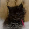 Black smoke Maine Coon kitten for sale in Missouri