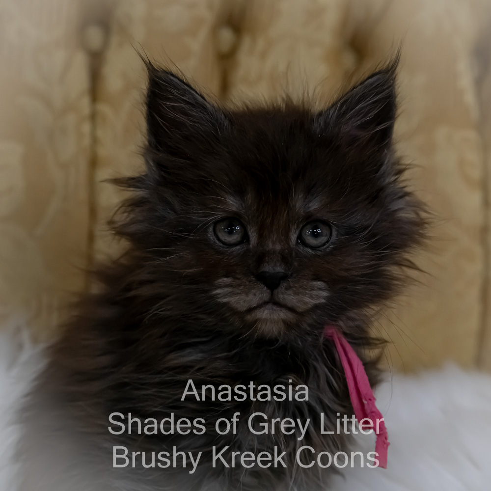 Black smoke Maine Coon kitten for sale in Missouri