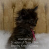 Black smoke Maine Coon kitten for sale in Missouri
