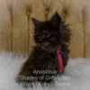 Black smoke Maine Coon kitten for sale in Missouri