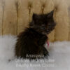 Black smoke Maine Coon kitten for sale in Missouri