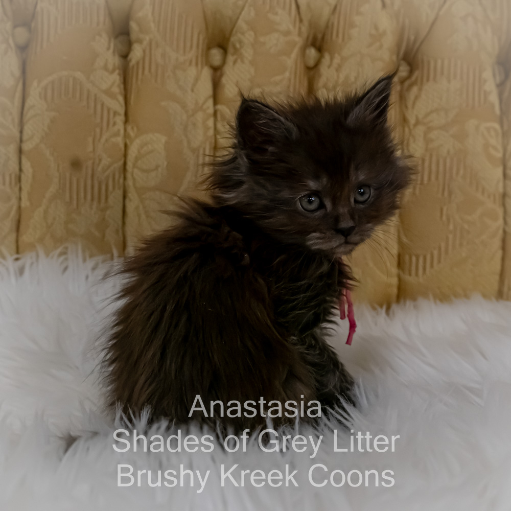 Black smoke Maine Coon kitten for sale in Missouri